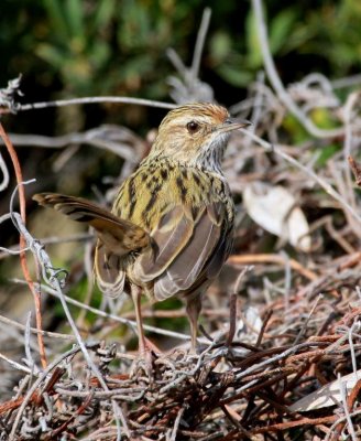 Striated Fieldwren