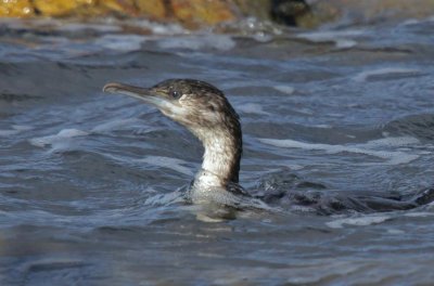 Black-faced Cormorant