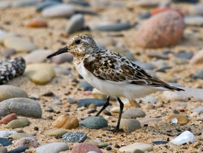 Sanderling