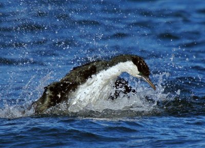 Black-faced Cormorant