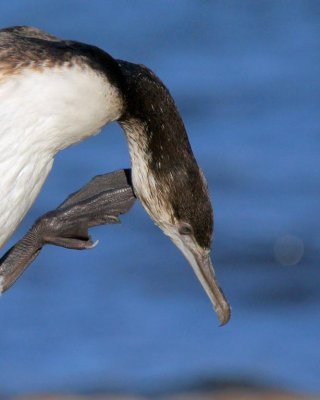 Black-faced Cormorant (immature)