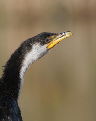Little Pied Cormorant (immature)