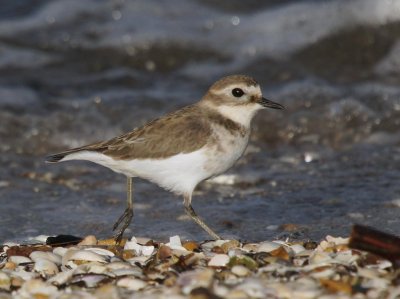 Double-banded Plover