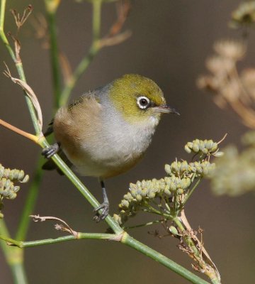 Silvereye