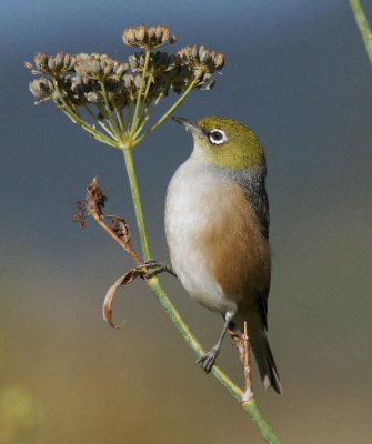 Silvereye