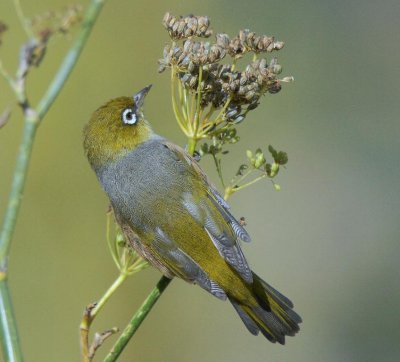 Silvereye
