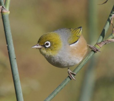 Silvereye