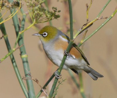 Silvereye
