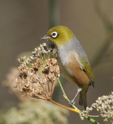 Silvereye