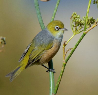 Silvereye
