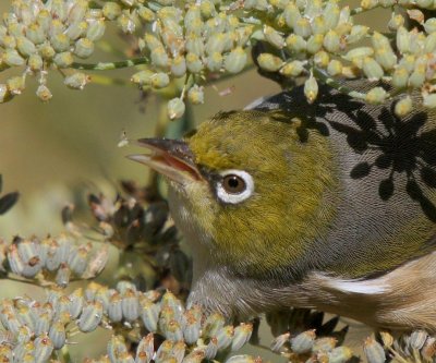 Silvereye