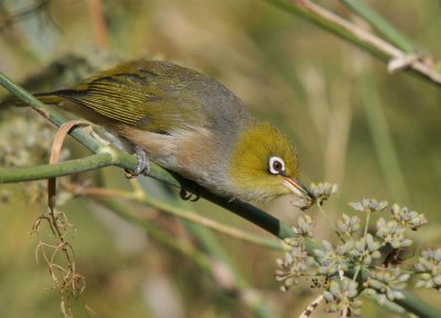 Silvereye