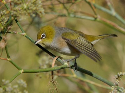 Silvereye