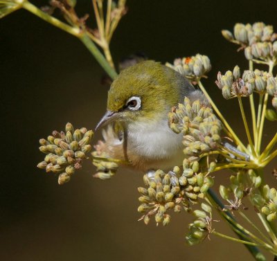 Silvereye