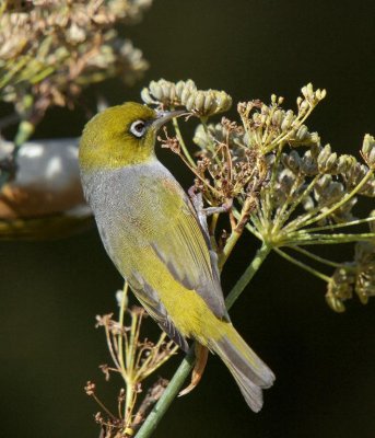 Silvereye