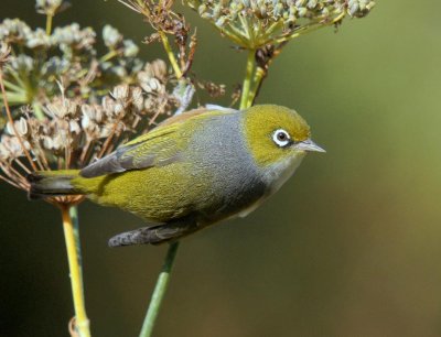 Silvereye