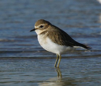 Double-banded Plover