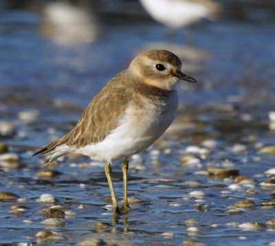 Double-banded Plover