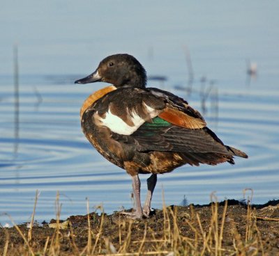 g3/98/845398/3/123479411.l6DMD6M5.jpg