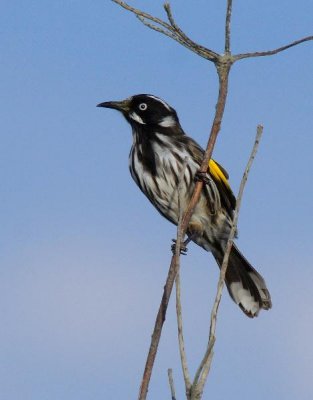 New Holland Honeyeater