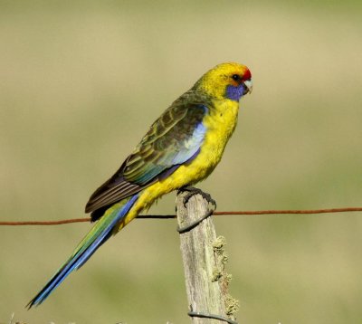 Green Rosella