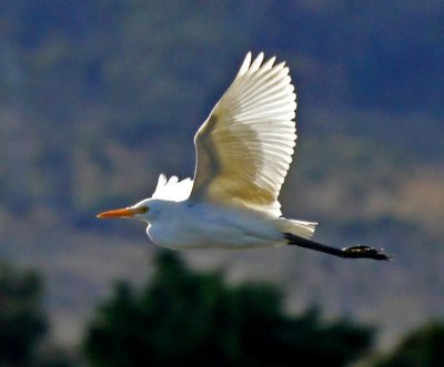 Cattle Egret