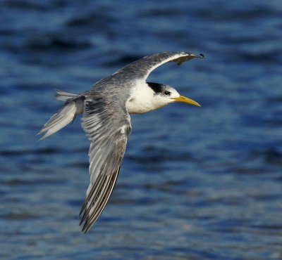 Crested Tern