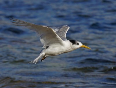 Crested Tern