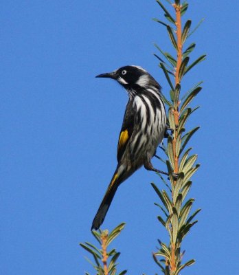 New Holland Honeyeater