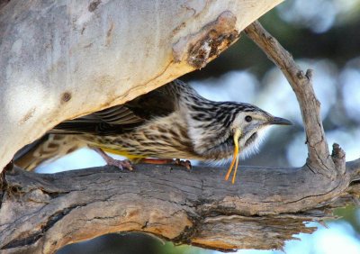 Yellow Wattlebird