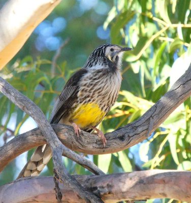 Yellow Wattlebird