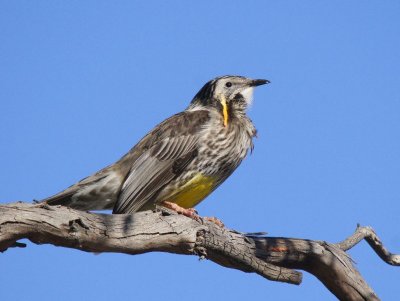 Yellow Wattlebird