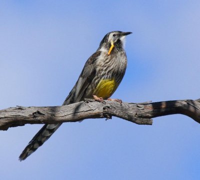 Yellow Wattlebird