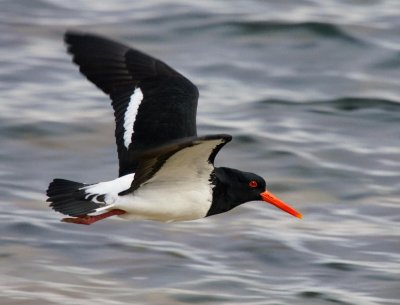 Pied Oystercatcher