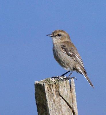 Dusky Robin