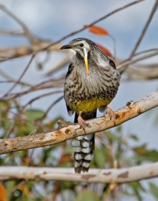 Yellow Wattlebird