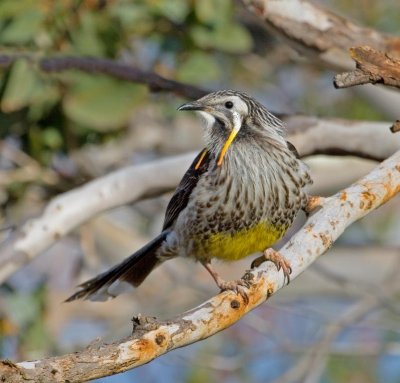 Yellow Wattlebird