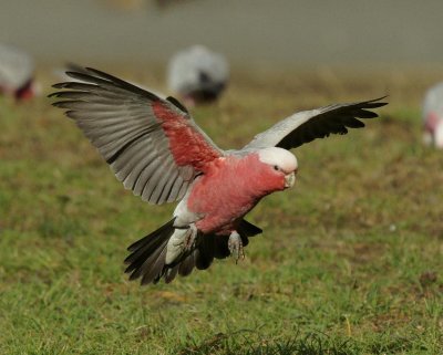 Galah
