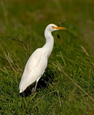 Cattle Egret