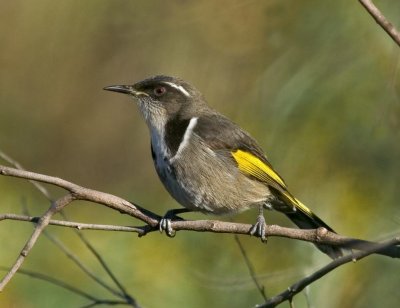 Crescent Honeyeater