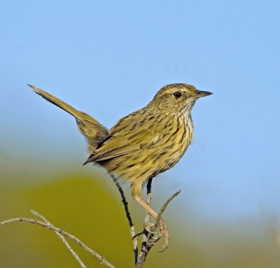 Striated Fieldwren