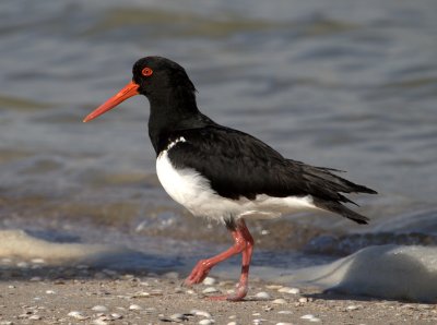 Pied Oystercatcher