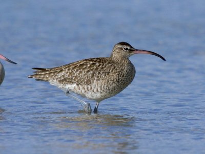 Whimbrel