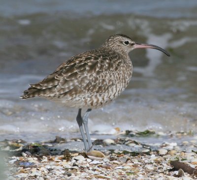 Whimbrel
