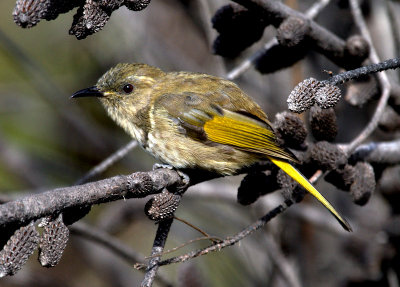 Crescent Honeyeater (female)