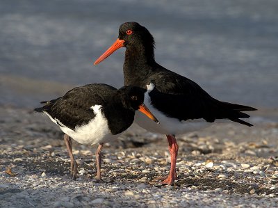 Pied Oystercatcher (adult with juvenile)