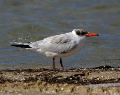 Caspian Tern (juvenile)
