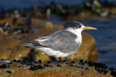 Crested Tern