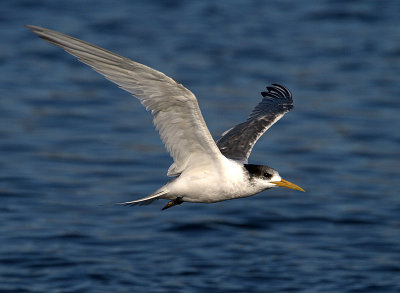 Crested Tern