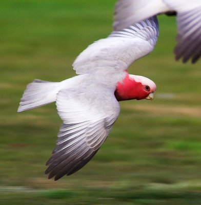 Galah